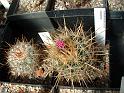 Echinofossulocactus crispatus